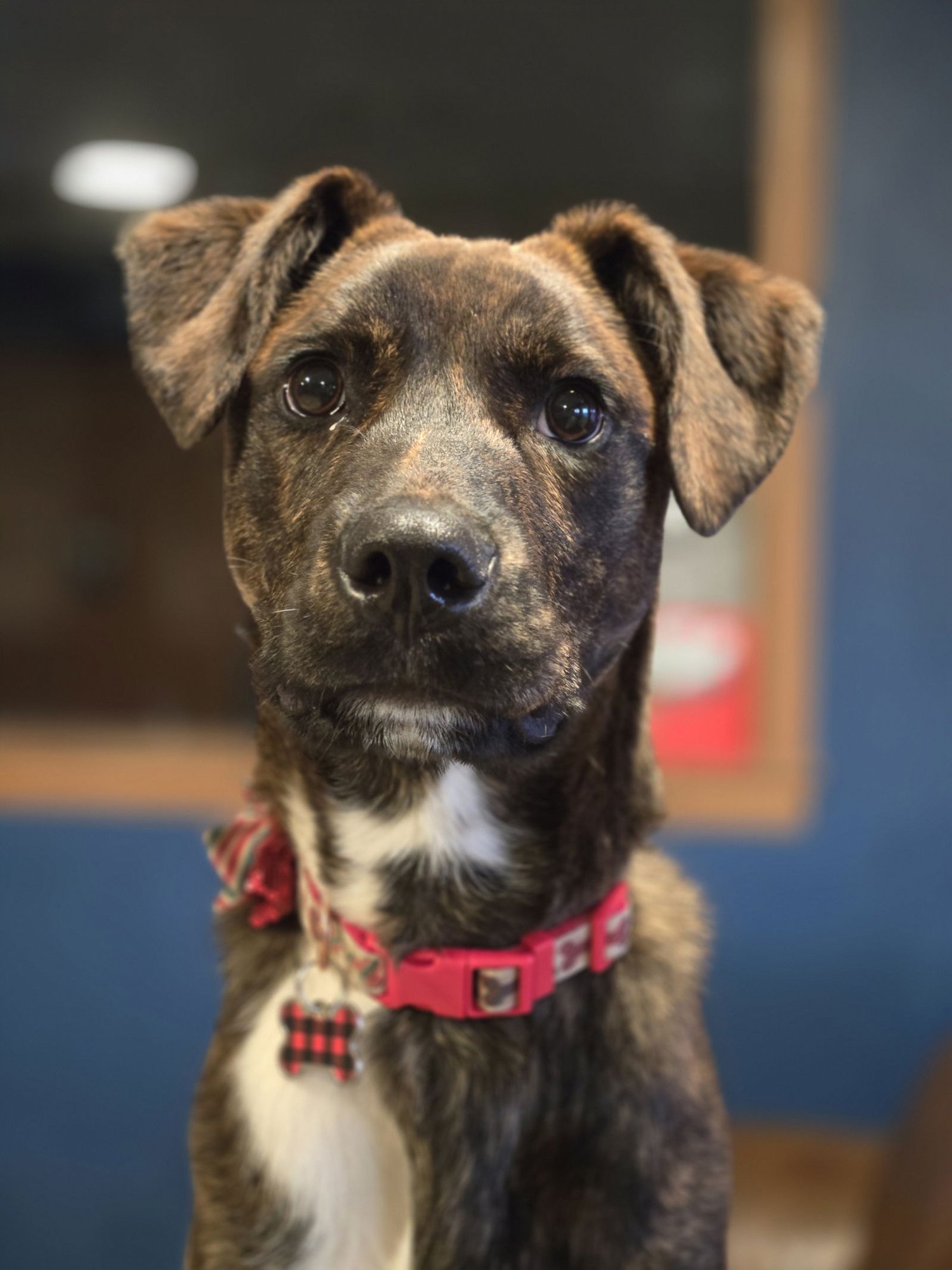 LUCKY - Hound available for adoption