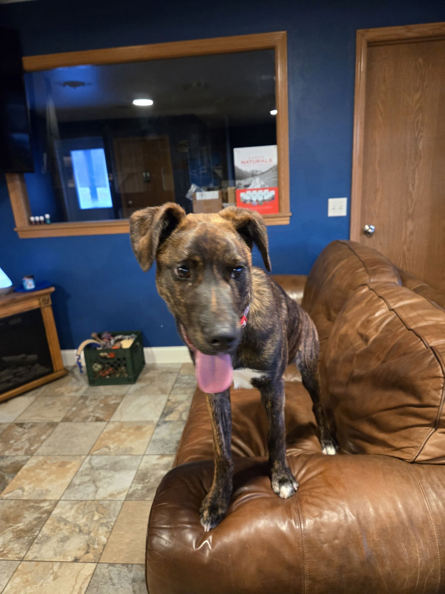 LUCKY - Hound available for adoption