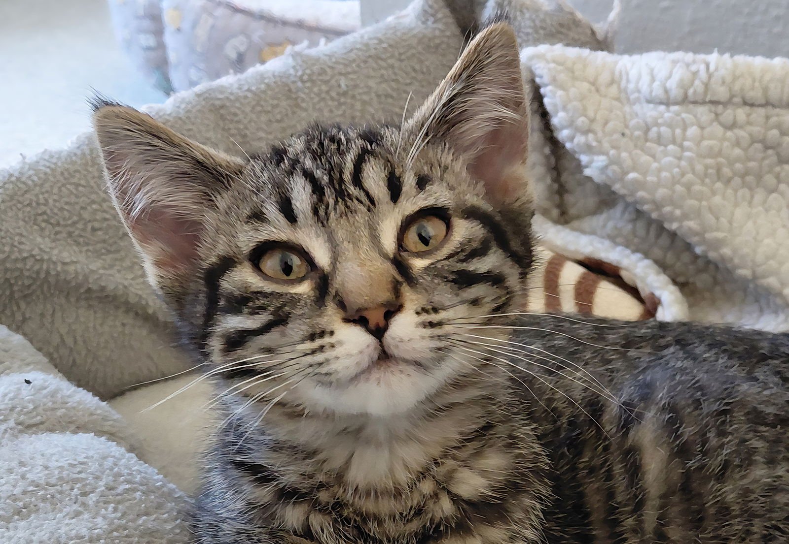 GIN - Domestic Short Hair / Tabby available for adoption