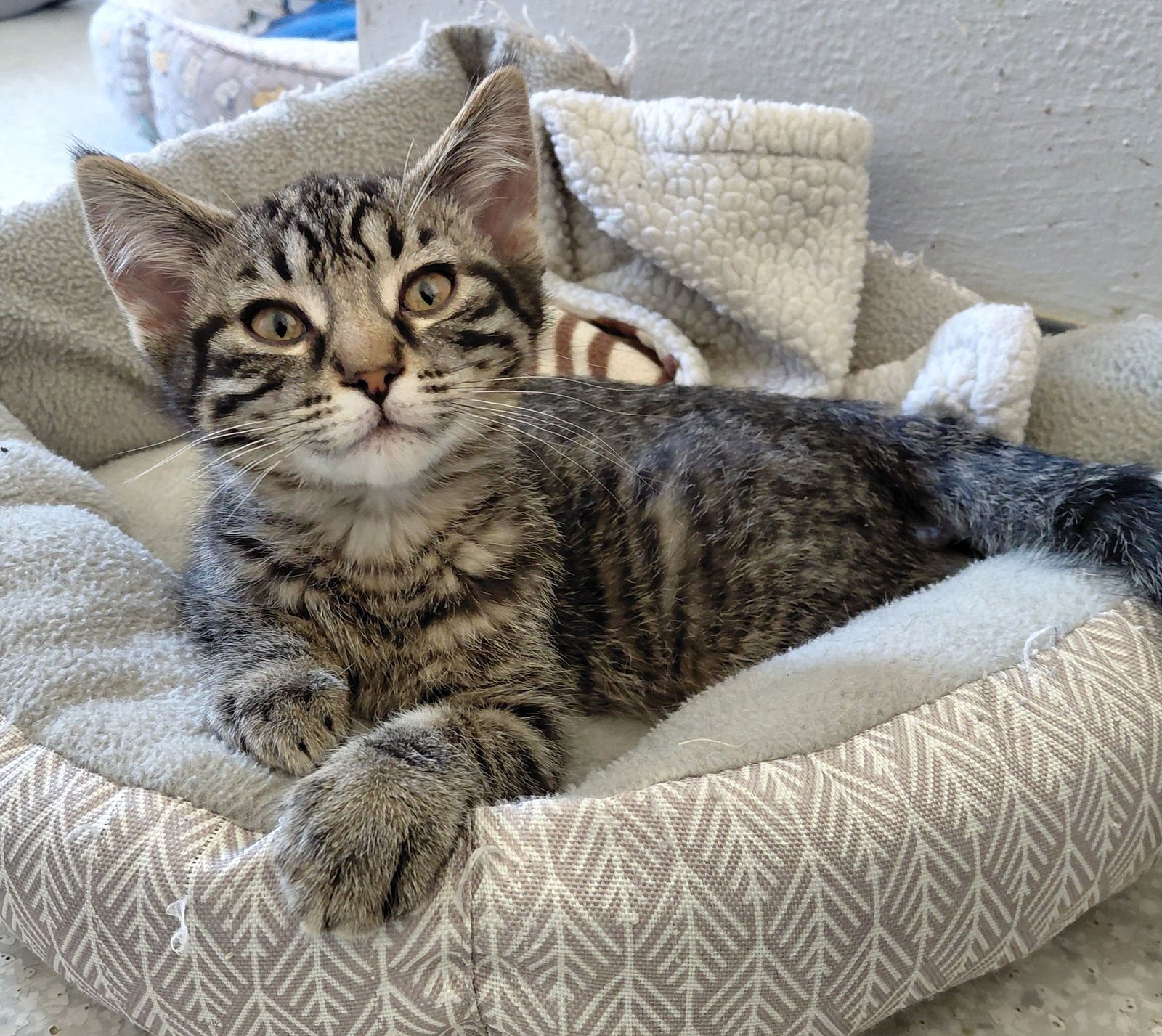 GIN - Domestic Short Hair / Tabby available for adoption