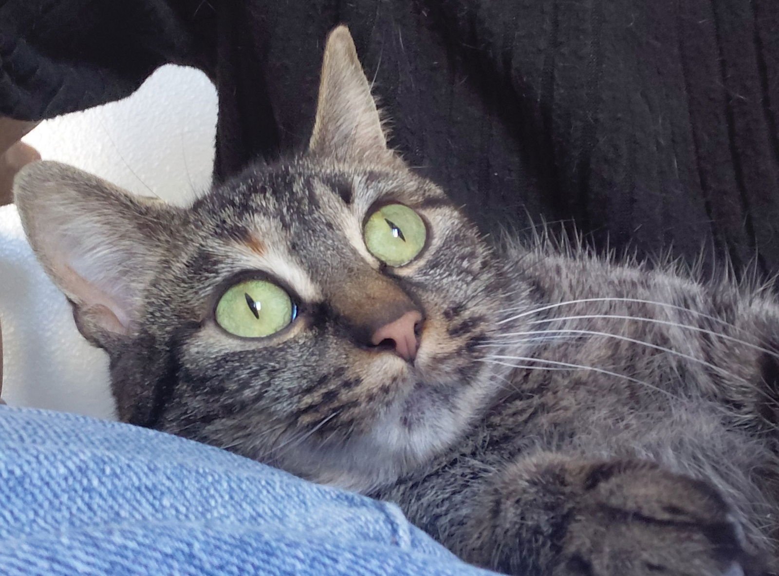 REBA - Domestic Short Hair available for adoption