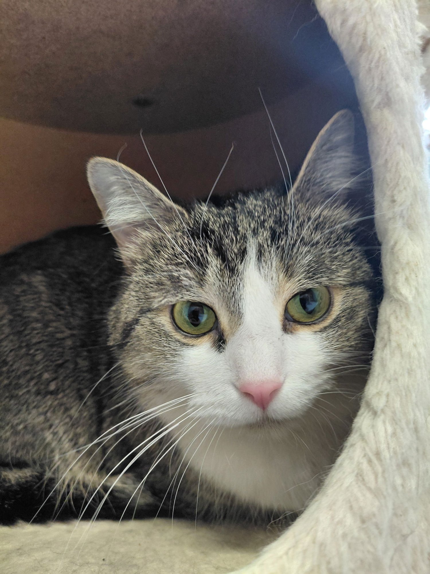 BELLA @ THE CAT'S BREW - Domestic Short Hair / Tabby available for adoption