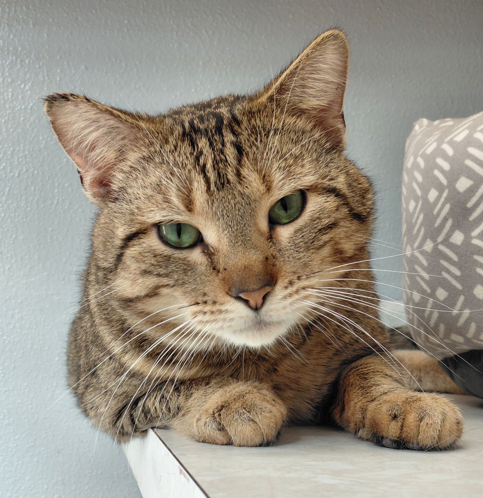 SLY @ THE CAT'S BREW - Domestic Short Hair / Tabby available for adoption