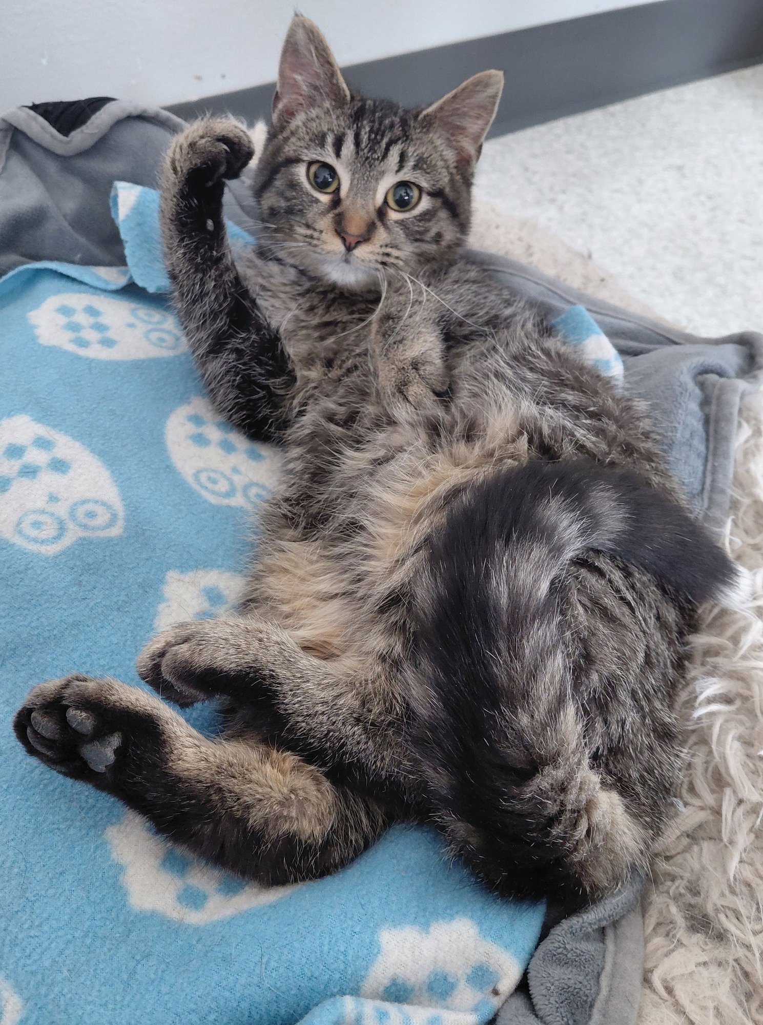 MIRANDA - Domestic Short Hair / Tabby available for adoption