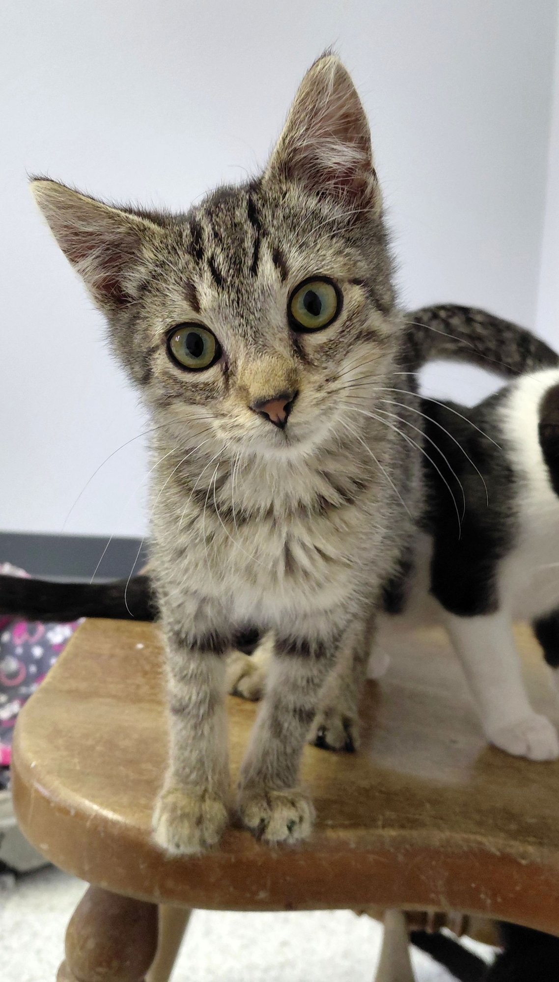 DOBBY - Domestic Short Hair / Tabby available for adoption