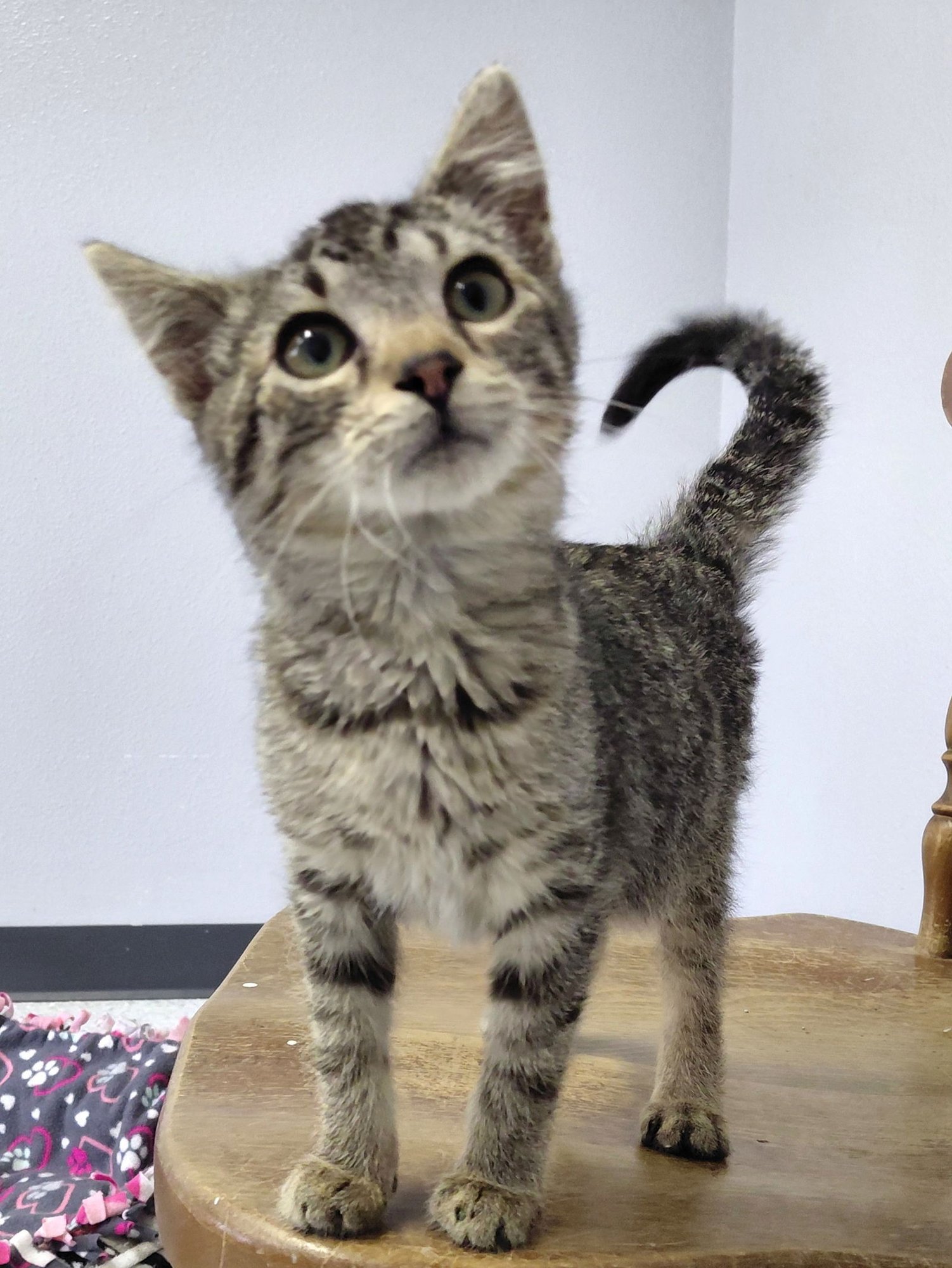 DOBBY - Domestic Short Hair / Tabby available for adoption