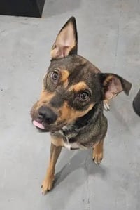 Scout - Photo 1