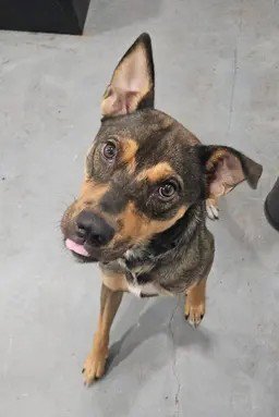SCOUT - Shepherd / Australian Kelpie available for adoption