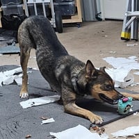 Scout - Photo 3