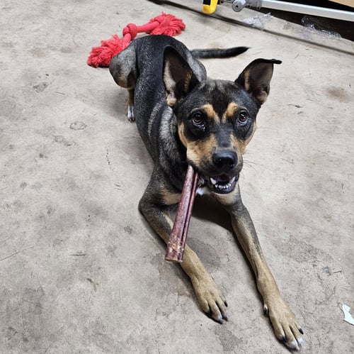 SCOUT - Shepherd / Australian Kelpie available for adoption