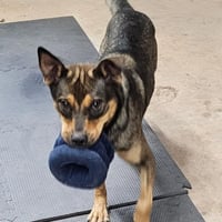 Scout - Photo 4
