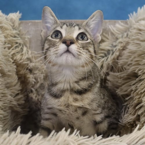 ROYAL - Domestic Short Hair available for adoption
