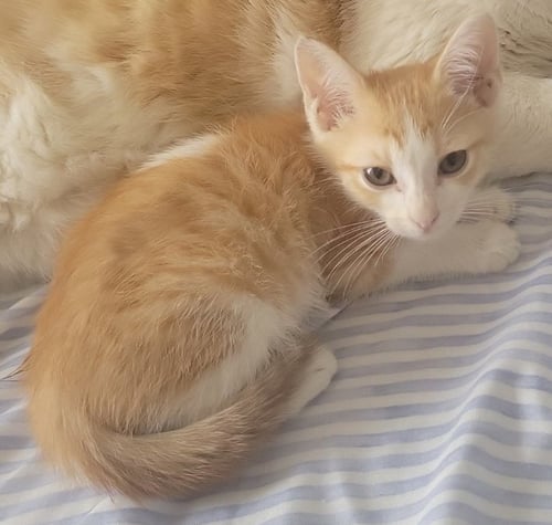 SUNNY - Domestic Short Hair available for adoption