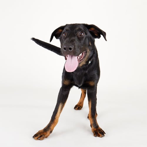 ORION - Labrador Retriever / Shepherd available for adoption