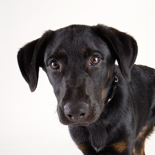 ORION - Labrador Retriever / Shepherd available for adoption