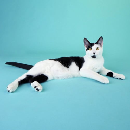 CORALINE - Domestic Short Hair available for adoption