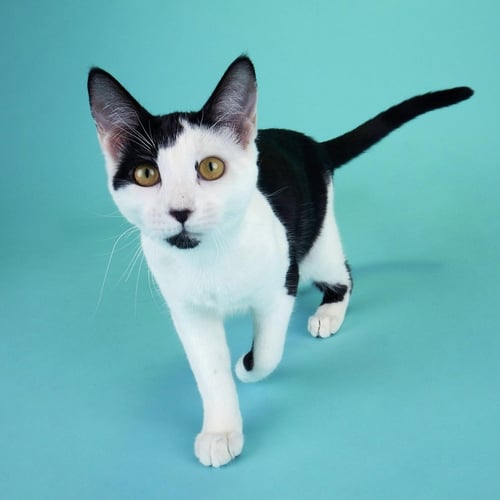 CORALINE - Domestic Short Hair available for adoption