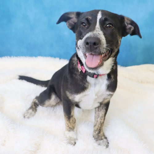 CROSBY - Cattle Dog for adoption in League City