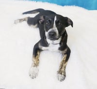 Crosby - Photo 2