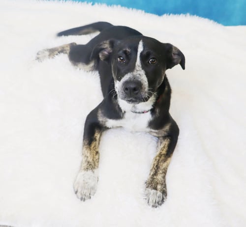 CROSBY - Cattle Dog available for adoption