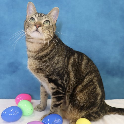 DONOVAN - Domestic Short Hair available for adoption