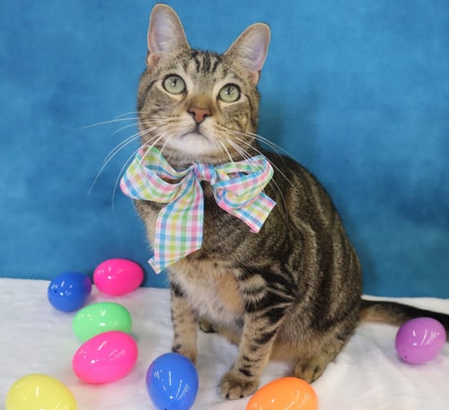 DONOVAN - Domestic Short Hair available for adoption