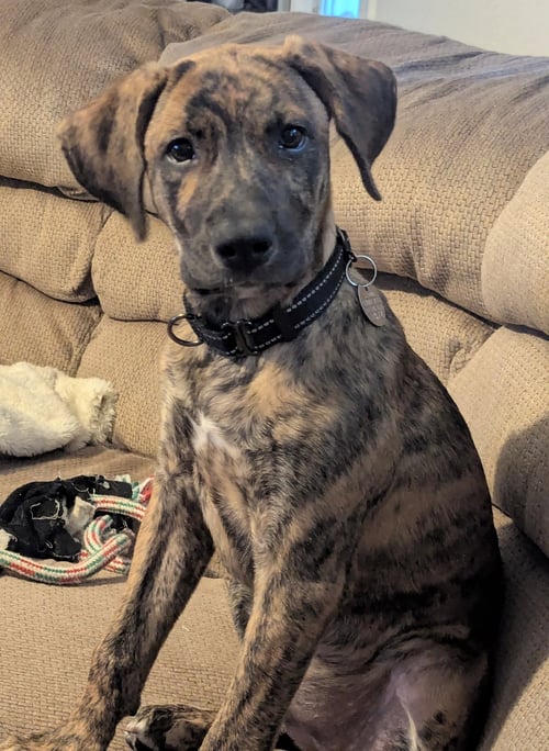 GYPSY - Australian Cattle Dog/Blue Heeler available for adoption