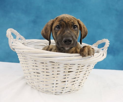 GYPSY - Australian Cattle Dog/Blue Heeler available for adoption