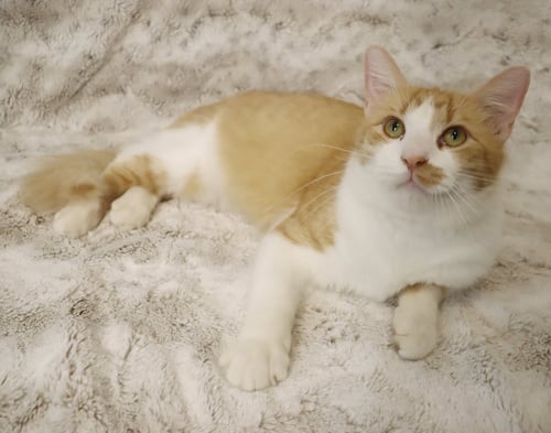CHEERIO - Domestic Medium Hair available for adoption