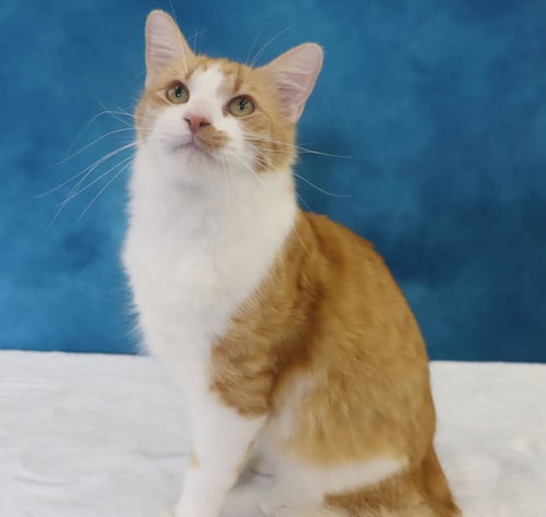 CHEERIO - Domestic Medium Hair available for adoption