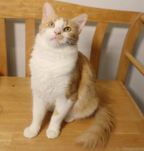 CHEERIO - Domestic Medium Hair available for adoption