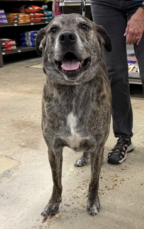 HOBBES - Labrador Retriever available for adoption
