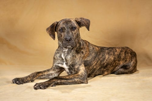 HOBBES - Labrador Retriever available for adoption
