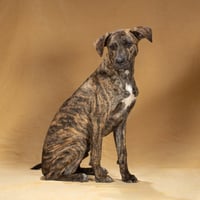 Hobbes - Photo 4