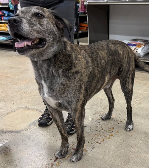 HOBBES - Labrador Retriever available for adoption