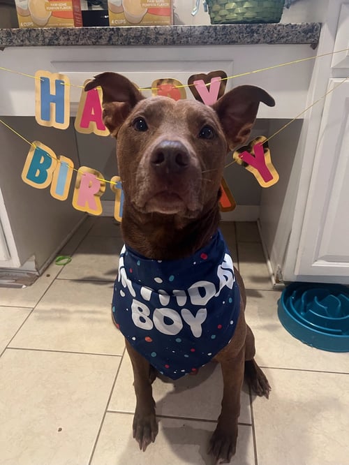 CHARLIE - Staffordshire Bull Terrier available for adoption