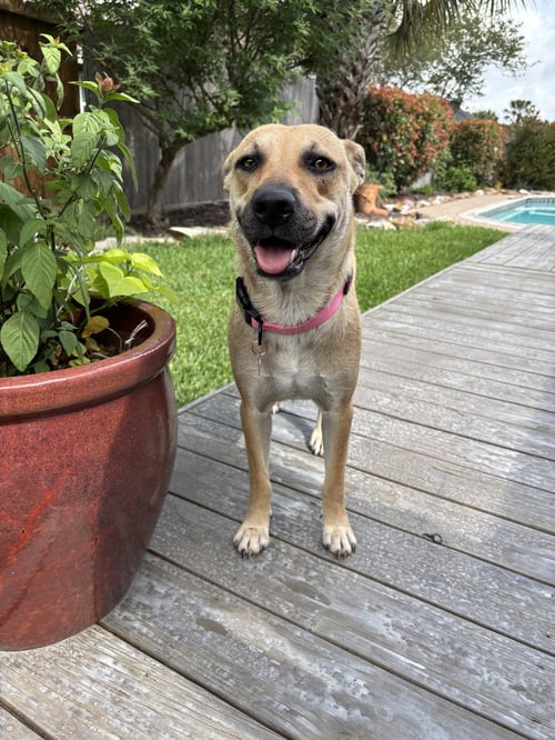 SANDY - COMING SOON - Black Mouth Cur for adoption in League City