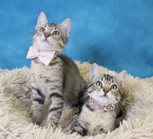 BIGFOOT - Domestic Short Hair available for adoption