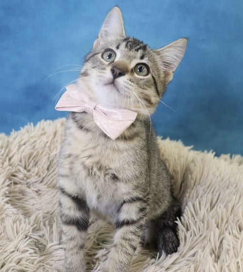 BIGFOOT - Domestic Short Hair available for adoption