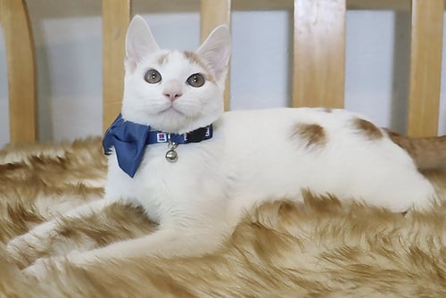 GUMMY BEAR - Domestic Short Hair available for adoption