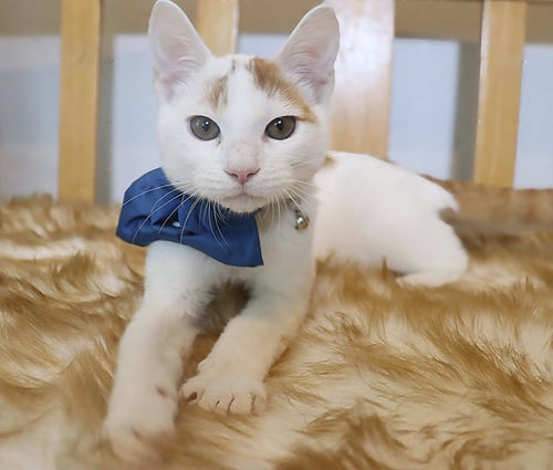 GUMMY BEAR - Domestic Short Hair available for adoption
