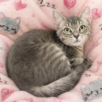 Precious - Photo 1