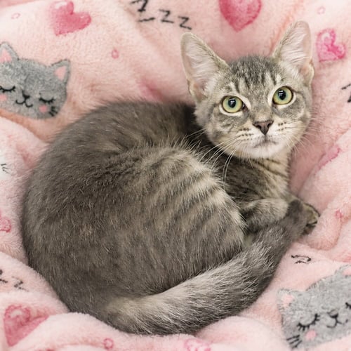 PRECIOUS - Domestic Short Hair available for adoption