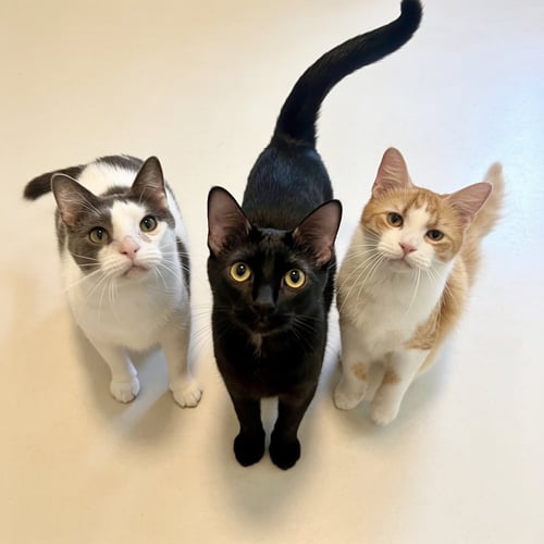CAL - Domestic Short Hair available for adoption