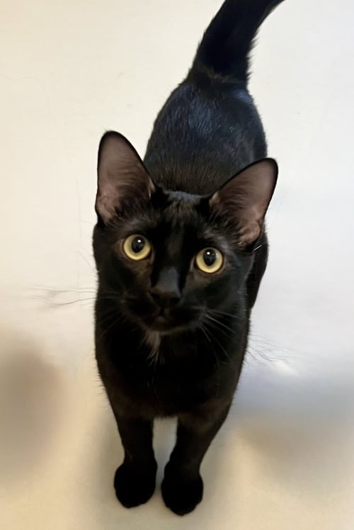 CAL - Domestic Short Hair available for adoption