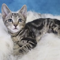 Finn - Photo 2