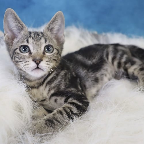 FINN - Domestic Short Hair available for adoption