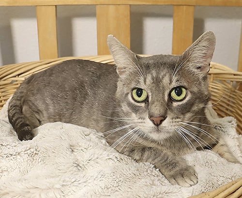 CAKE BALL - Domestic Short Hair available for adoption