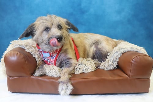 LEXIE - Terrier available for adoption