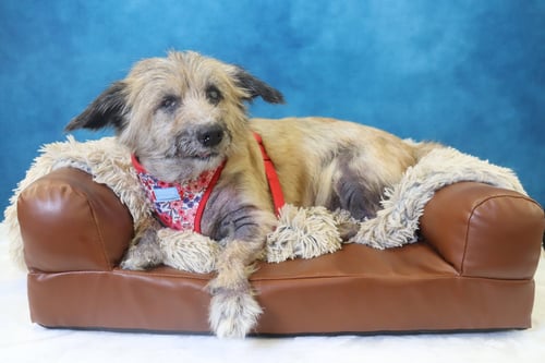 LEXIE - Terrier available for adoption